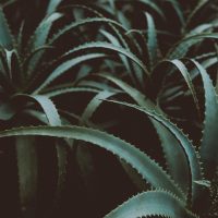 AloeVera AloeVera