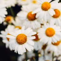 Chamomile Chamomile
