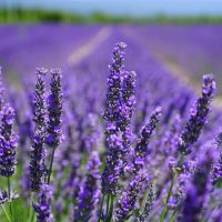 Lavender Lavender