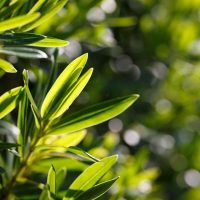 tea-tree-2 tea-tree-2