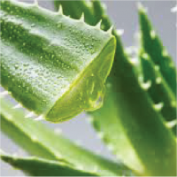 Aloe Aloe