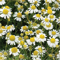 Chamomile Chamomile