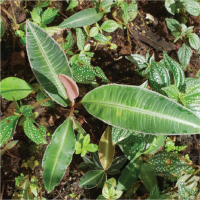 Labisia Labisia